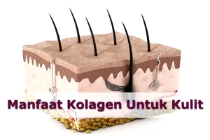 Apa Manfaat Kolagen Untuk Kulit