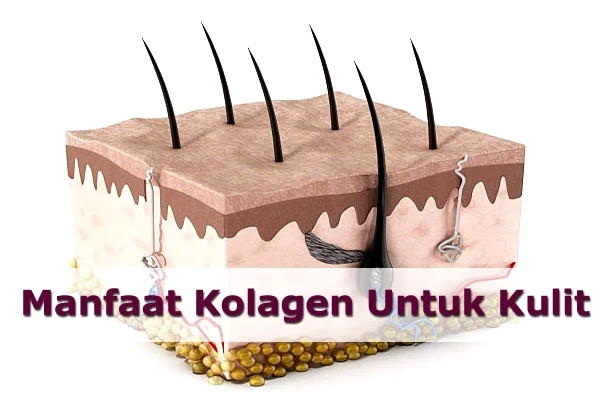 Apa Manfaat Kolagen Untuk Kulit